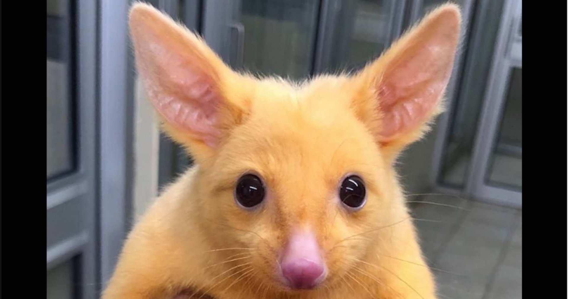 FOTO: El Pikachu de la vida real, una zarigüeya australiana con el pelaje amarillo