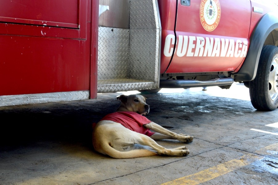 Terry, el perro bombero