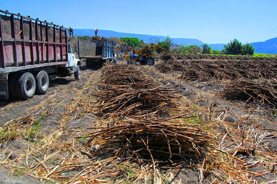 Recibirán cañeros apoyos del gobierno federal
