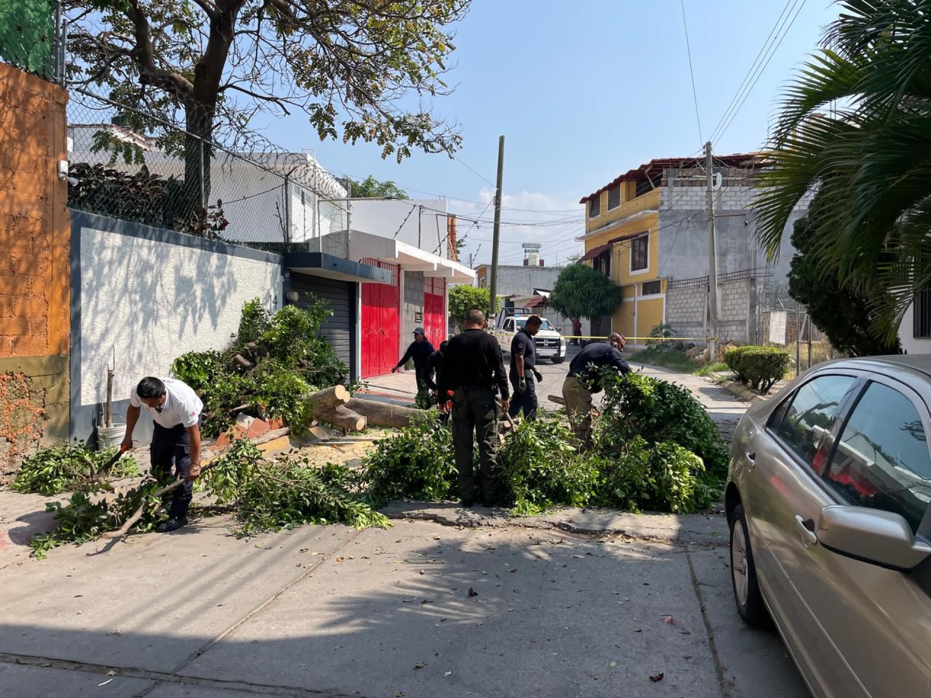 Atiende PC Jiutepec reporte sobre árbol caído en colonia Tarianes