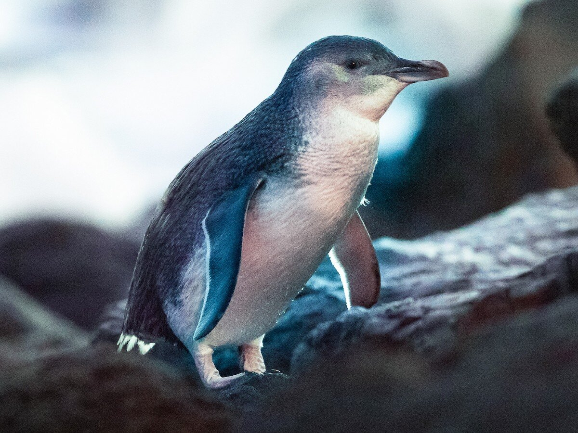 Fósiles de pingüino en Nueva Zelanda revelan evolución de sus habilidades natatorias