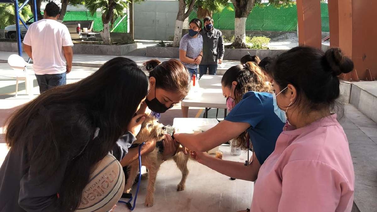 Llaman a vacunar a mascotas contra la rabia en Jojutla