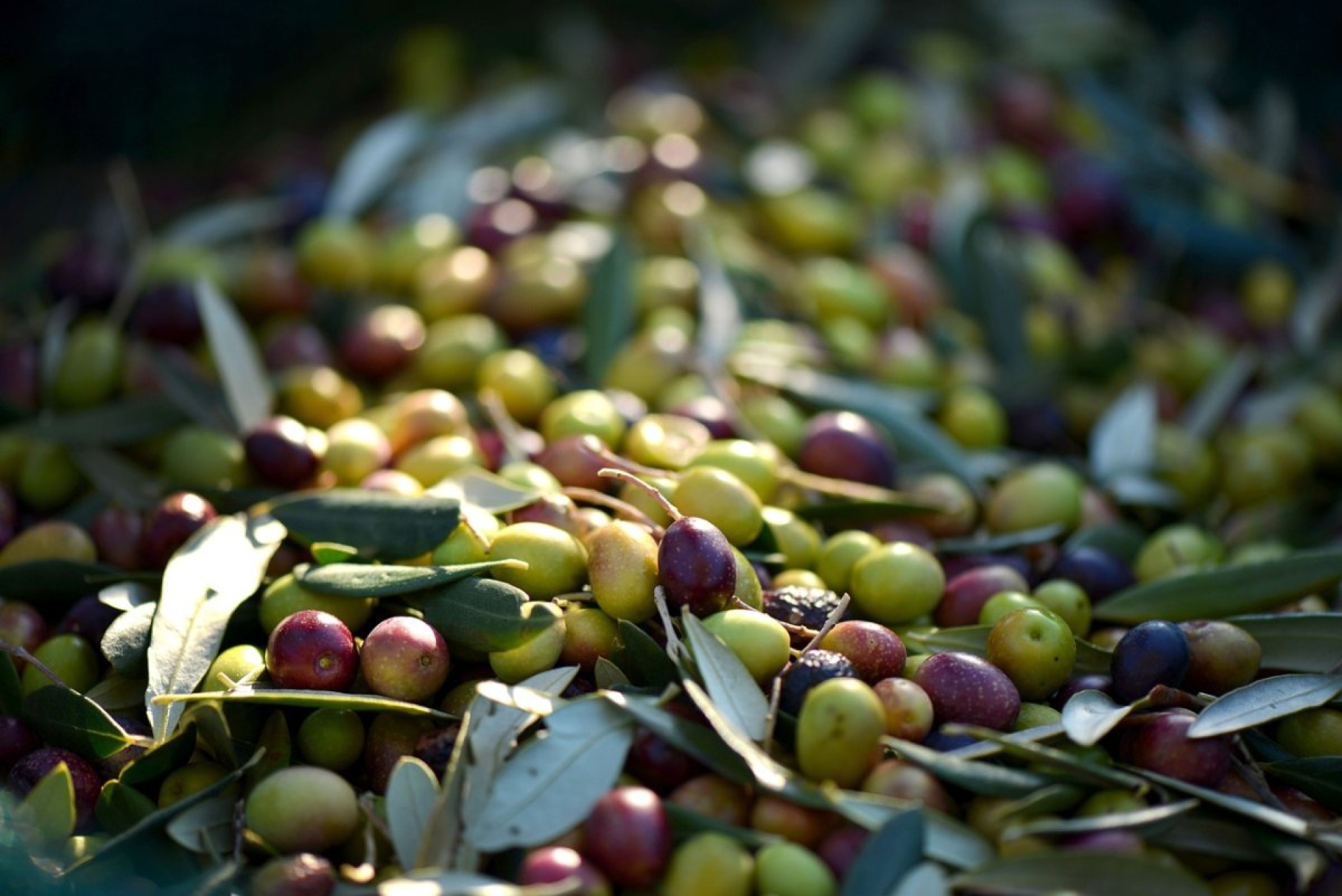 Por qué puedes comer aceitunas