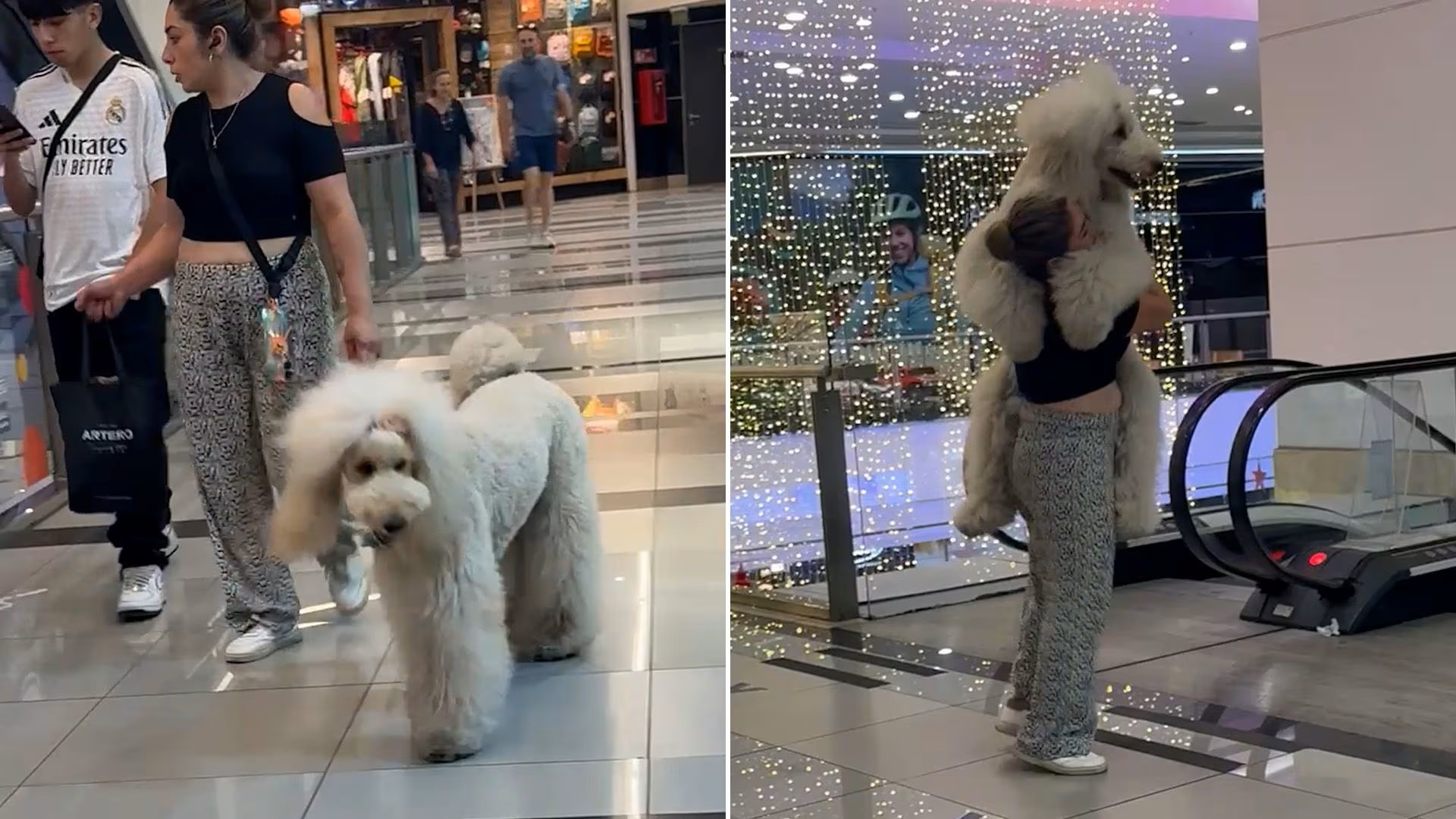 Mascota gigante cautiva a millones: video viral arrasa en redes sociales