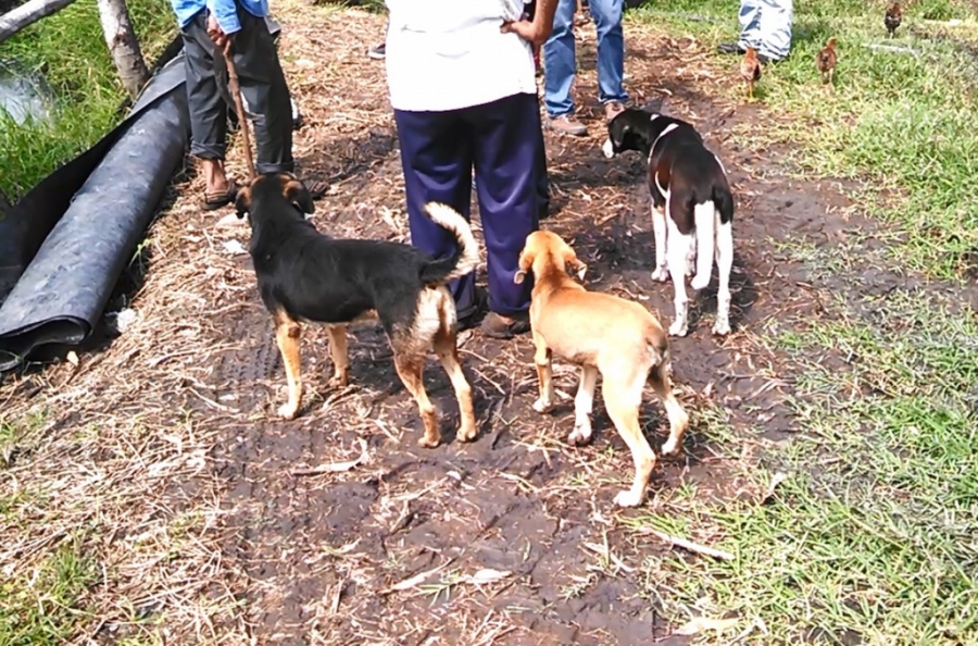 Causa indignación envenenamiento de perros en distintos puntos de Cuautla