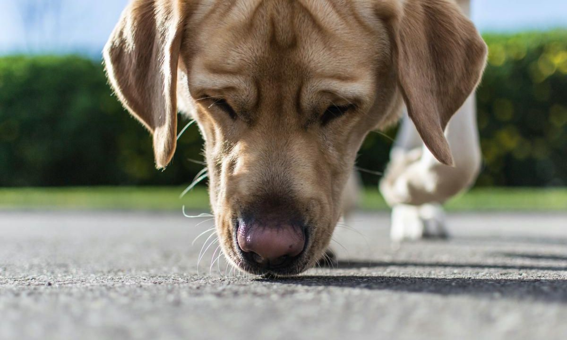 Científicos entrenan perros para que detecten personas con COVID-19