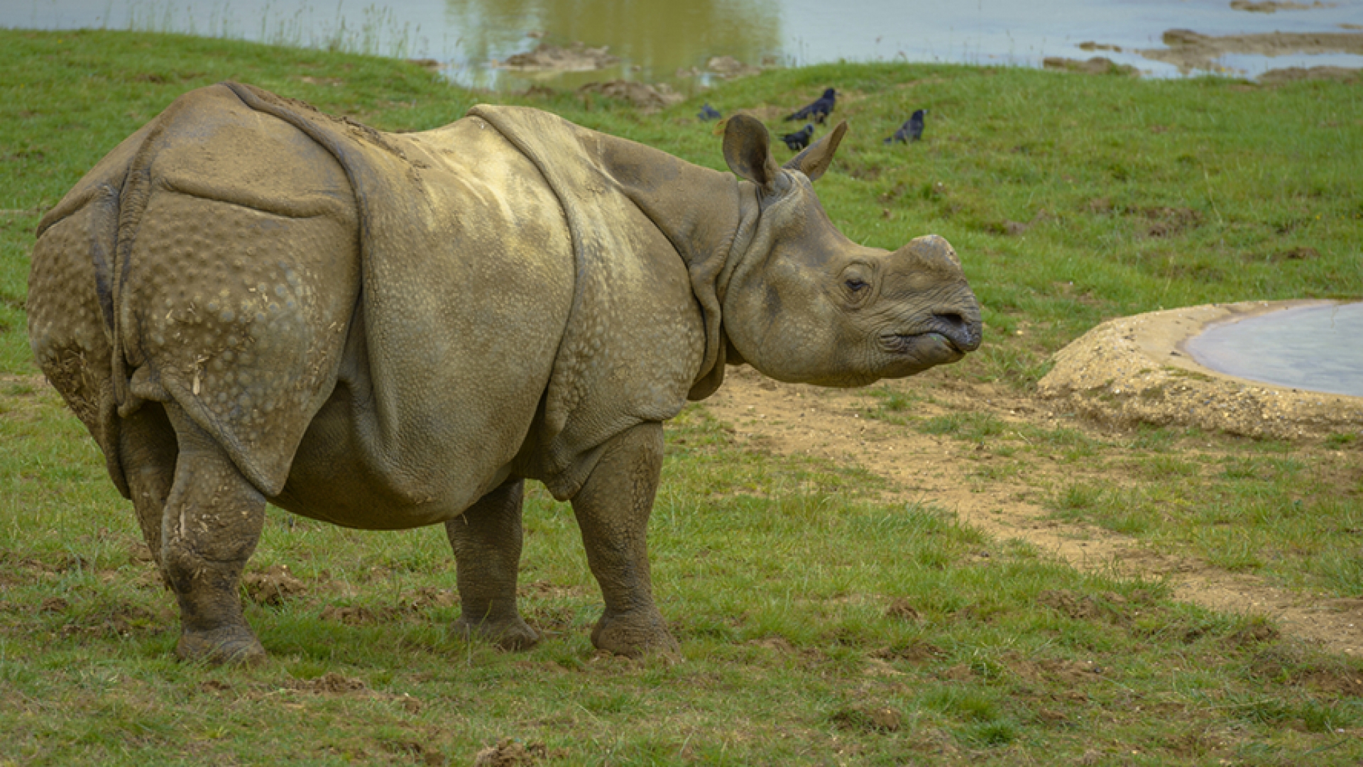 Muere último ejemplar del rinoceronte de Sumatra en Malasia