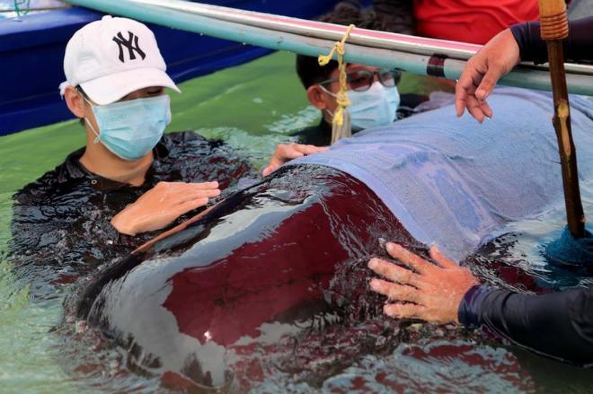 Ballena se traga 80 bolsas de plástico y muere