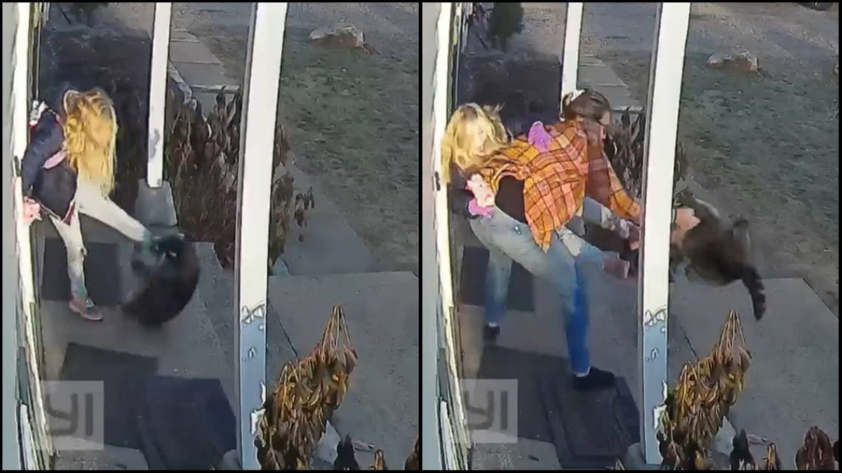 Mapache ataca a una niña
