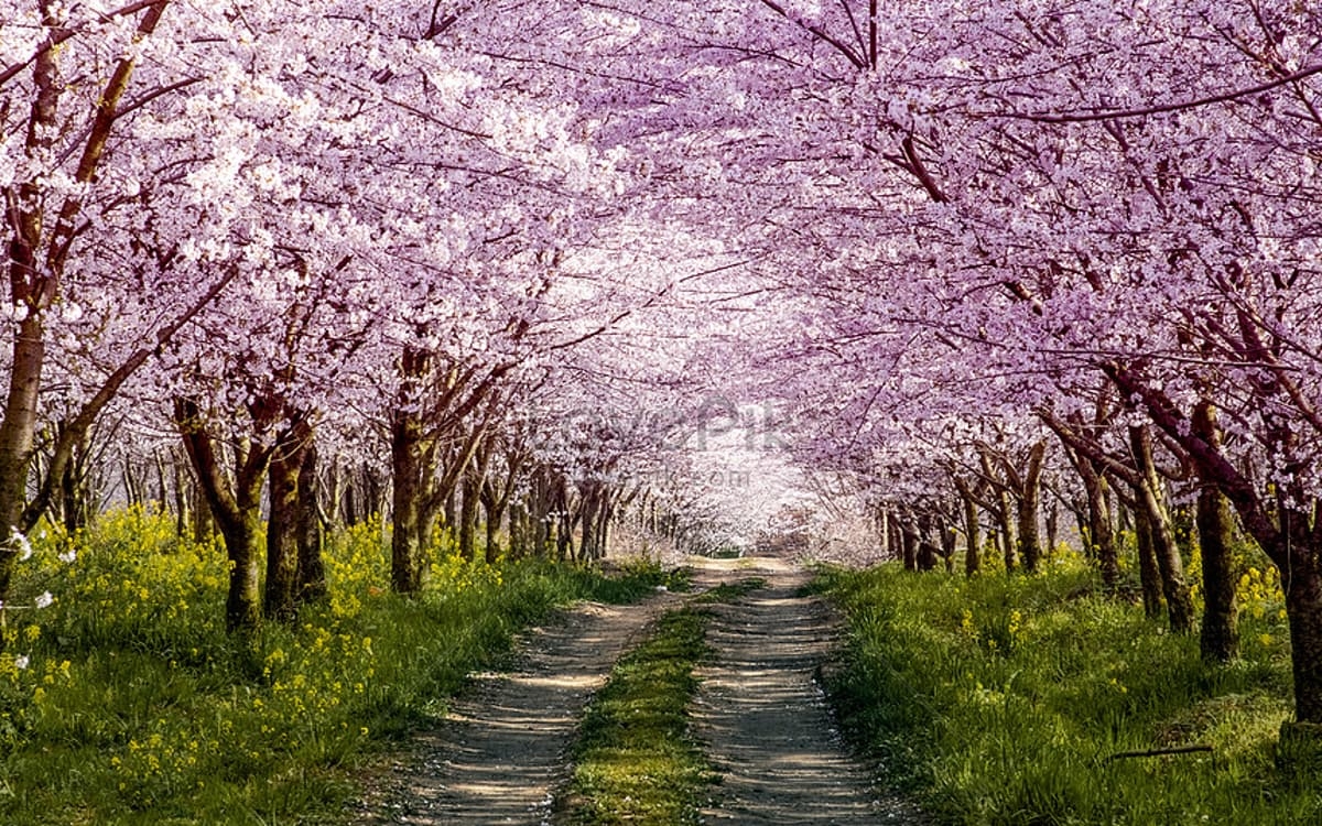 En Japón se celebra el 'Hanami' pese a miedo por aumento de contagios por Covid-19