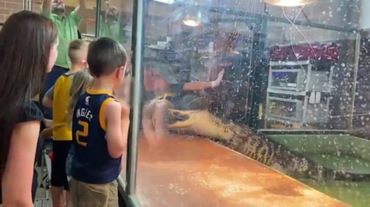 Cocodrilo ataca a su entrenadora en una fiesta infantil