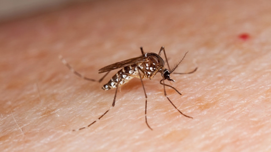 La OMS declara emergencia internacional de salud por el virus del zika
