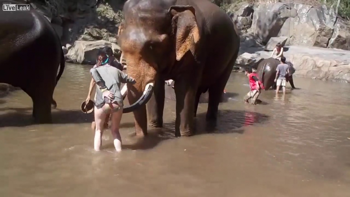 Un elefante lanza por el aire a turista que lo hizo enojar en refugio de Tailandia