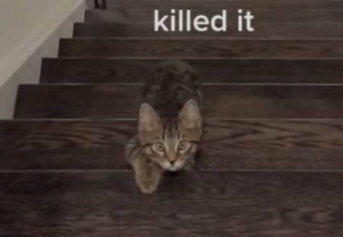 Gatito parece imitar "El Juego del Calamar"