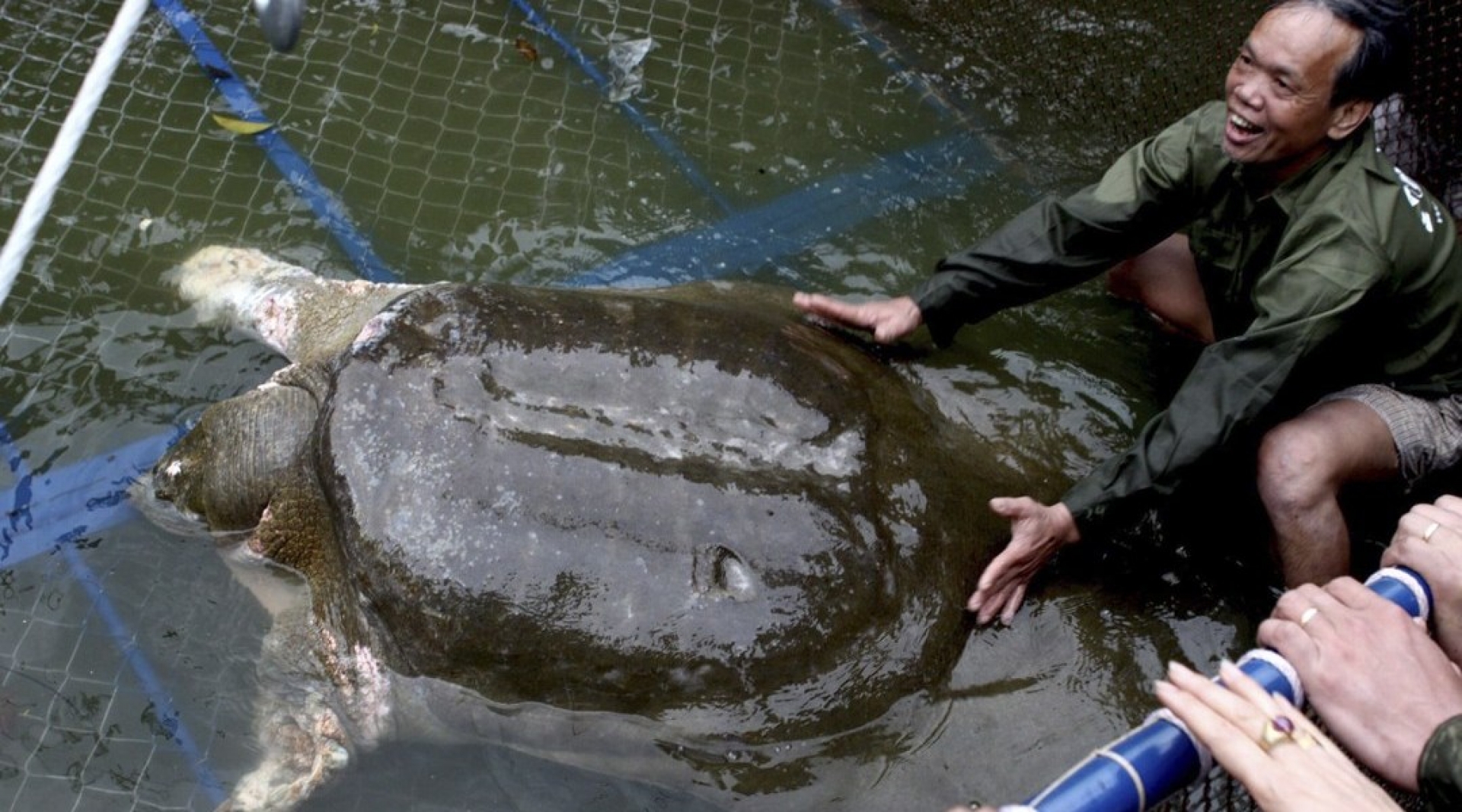 Especie de tortuga al borde de la extinción al morir la última hembra conocida en China