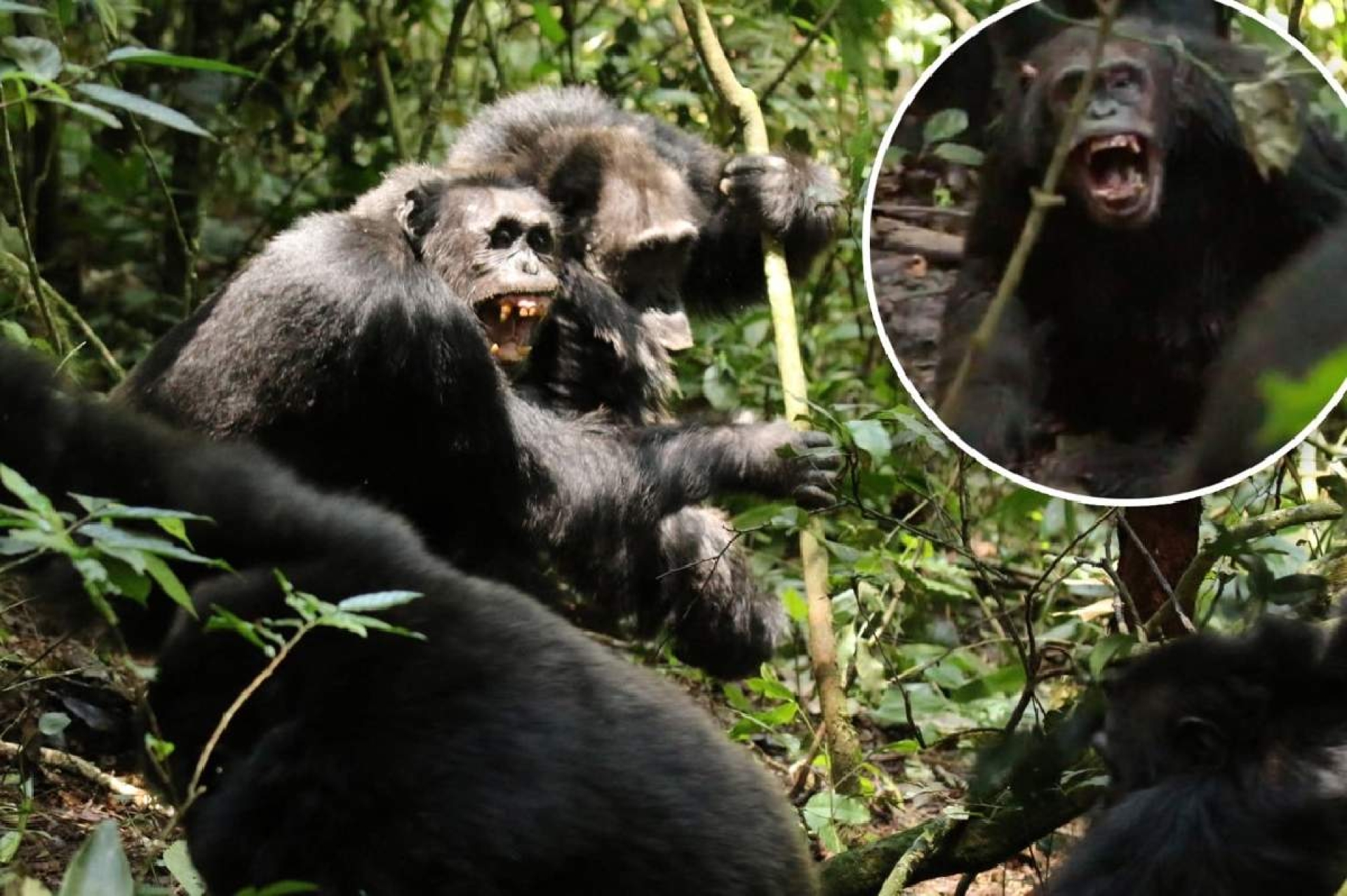 El mayor grupo de chimpancés del mundo  se divide y termina en violencia letal