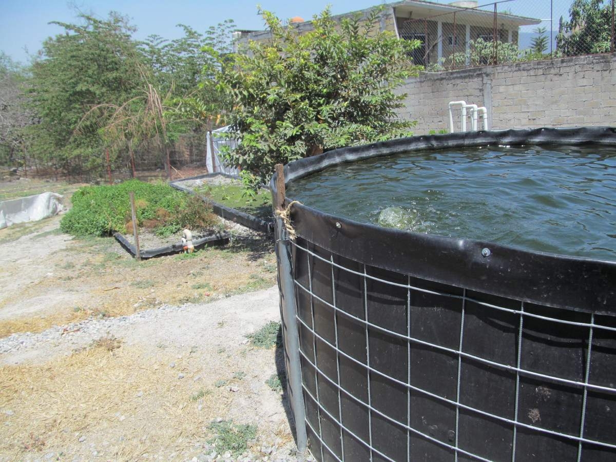 Acuaponía, alternativa para producción de peces y plantas