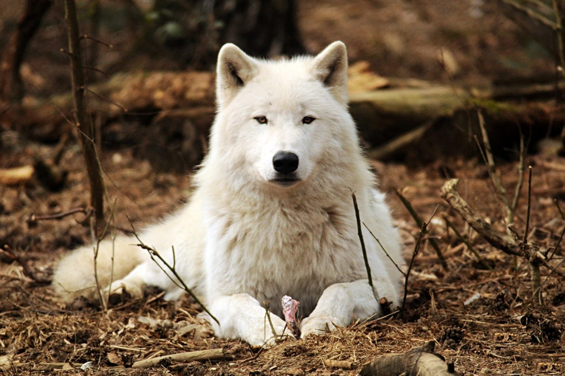 13 de agosto: Día Internacional del Lobo, una fecha para proteger al guardián de los ecosistemas