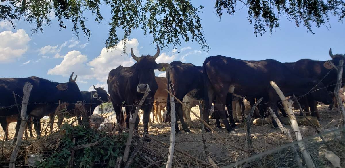 Buscan fortalecer acciones para inhibir el abigeato en Mazatepec