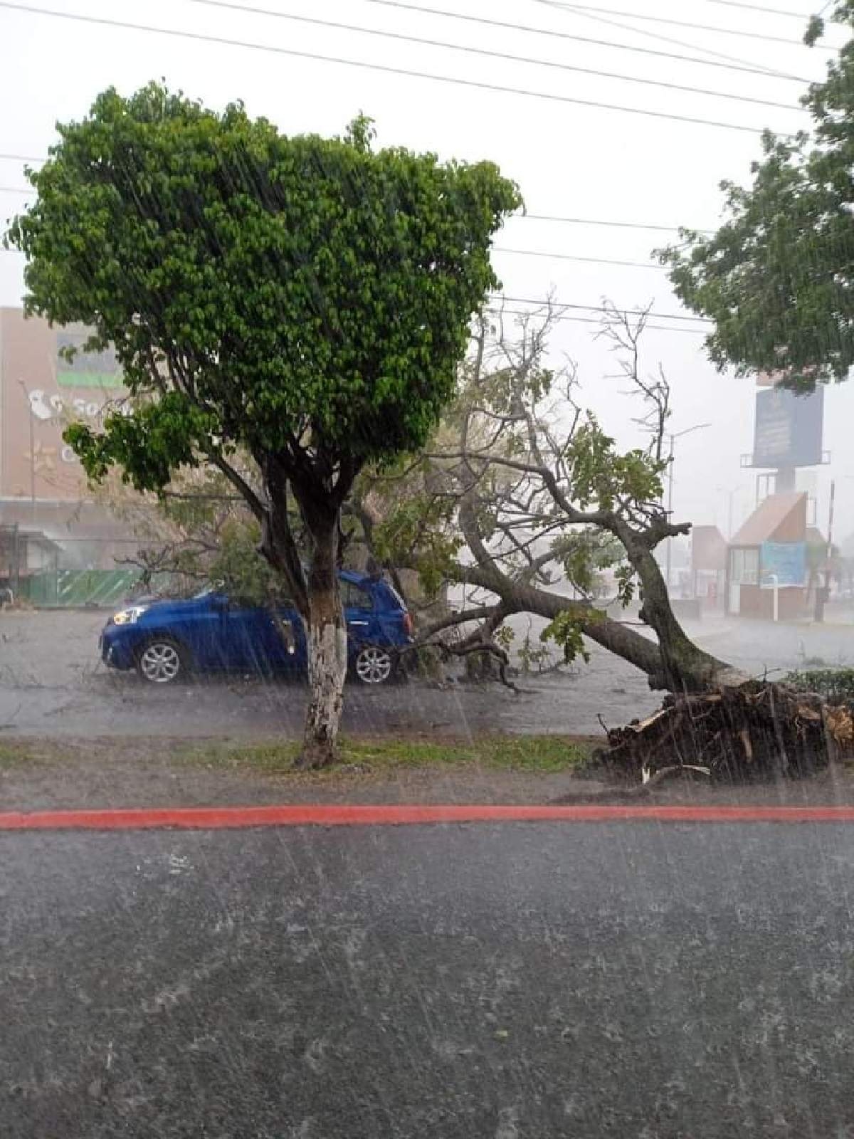 Cae árbol sobre un auto en Civac