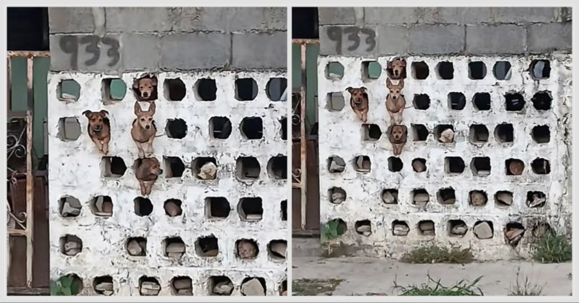 Perritos asomados en una pared causan sensación en TikTok