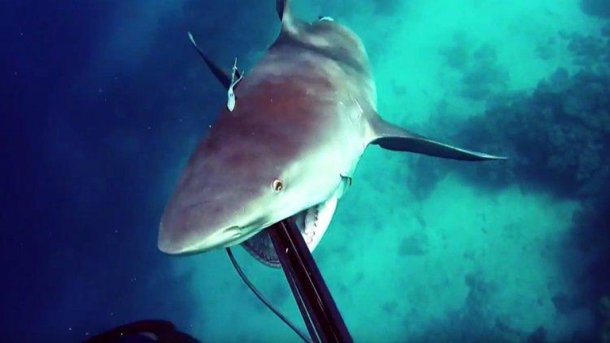 Aterrador ‘ataque sorpresa’ de un tiburón contra un pescador