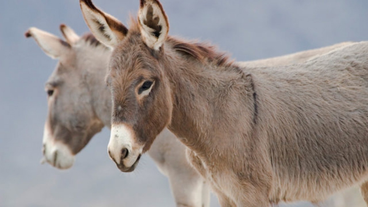 El burro mexicano está en peligro de extinción