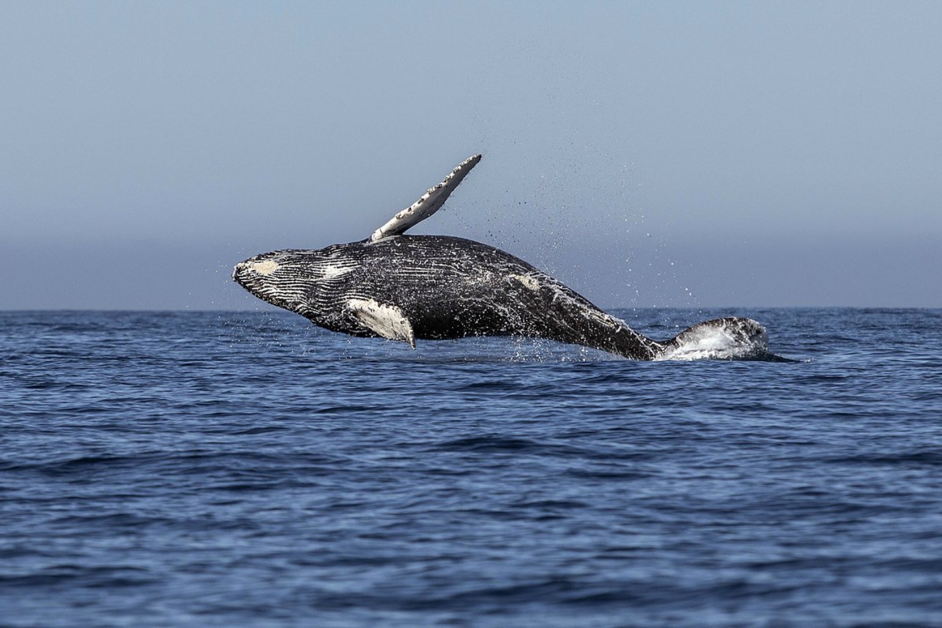 Japón retomará la caza comercial de ballenas en 2019
