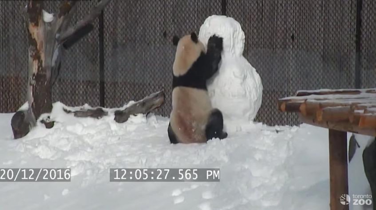 Un panda contra un muñeco de nieve ¿Quién gana?