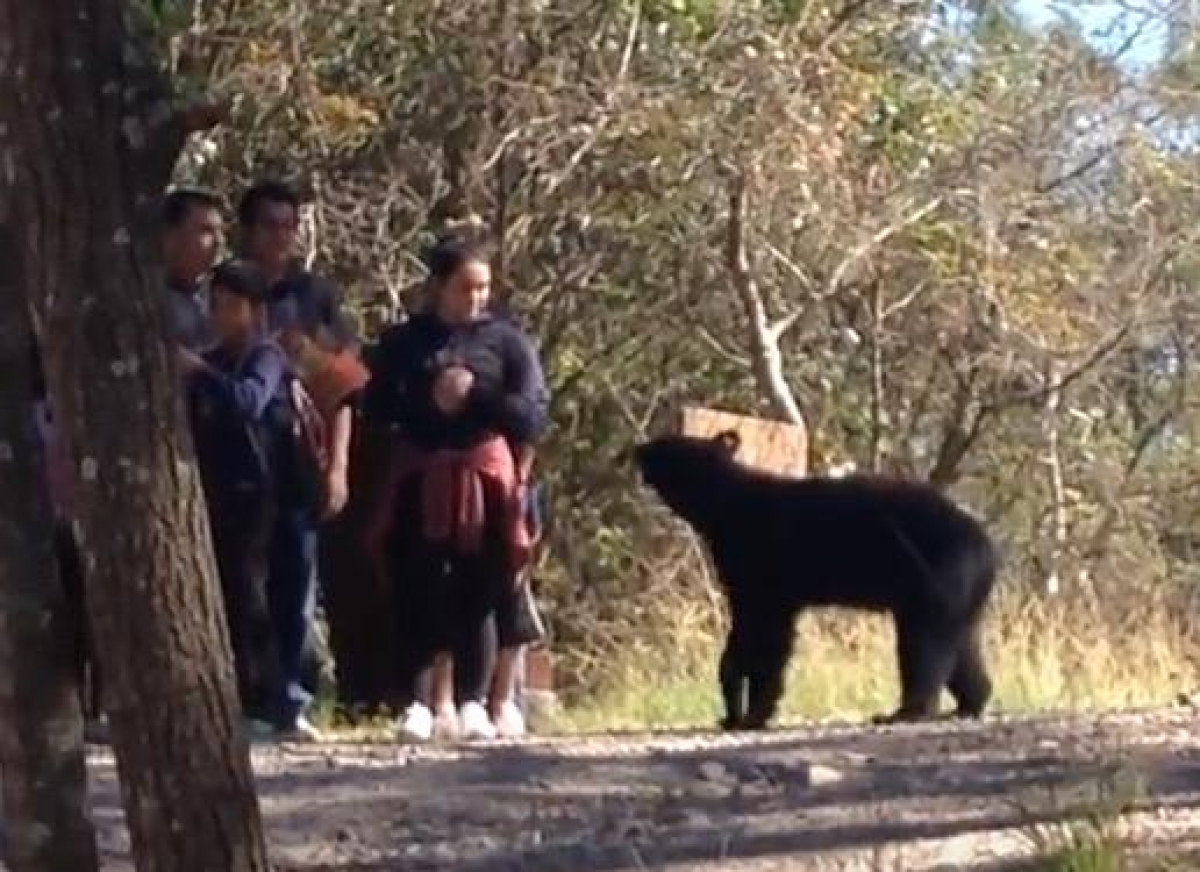 Oso sorprende a paseantes en Chipinque, Nuevo León (VIDEO)