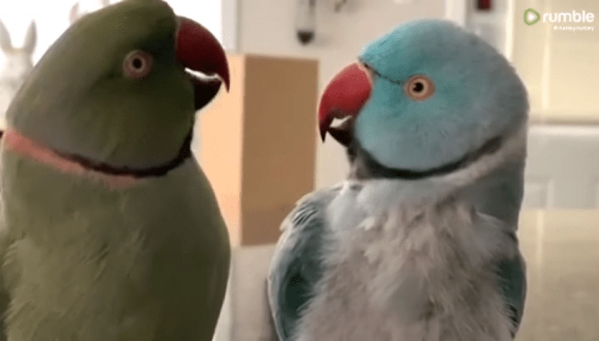 VIDEO: Este par de pequeños amigos sostienen una conversación mientras se agarran a besos