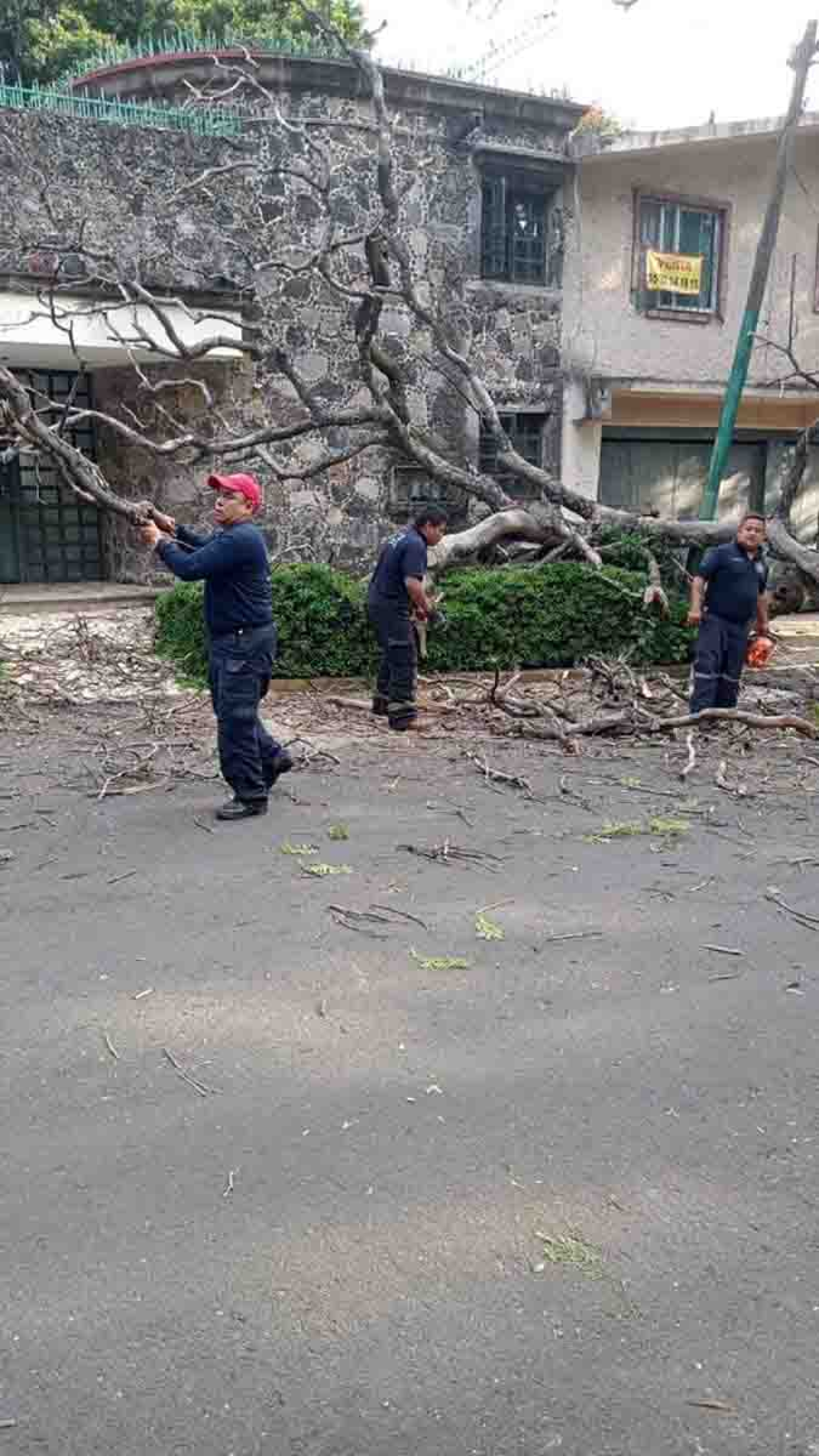 Aumenta caída de árboles en Cuernavaca por las lluvias