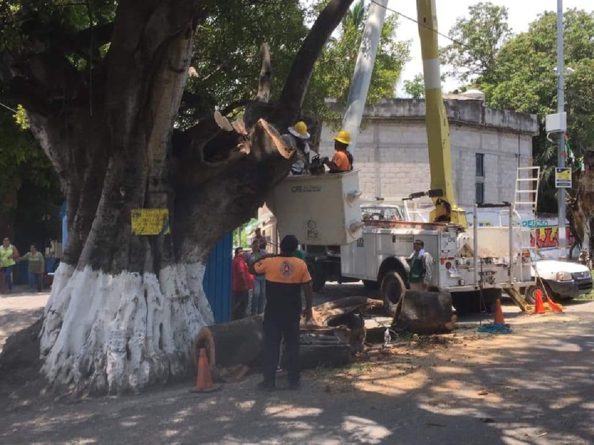 Garantizan preservación del laurel de la India en Tetecala