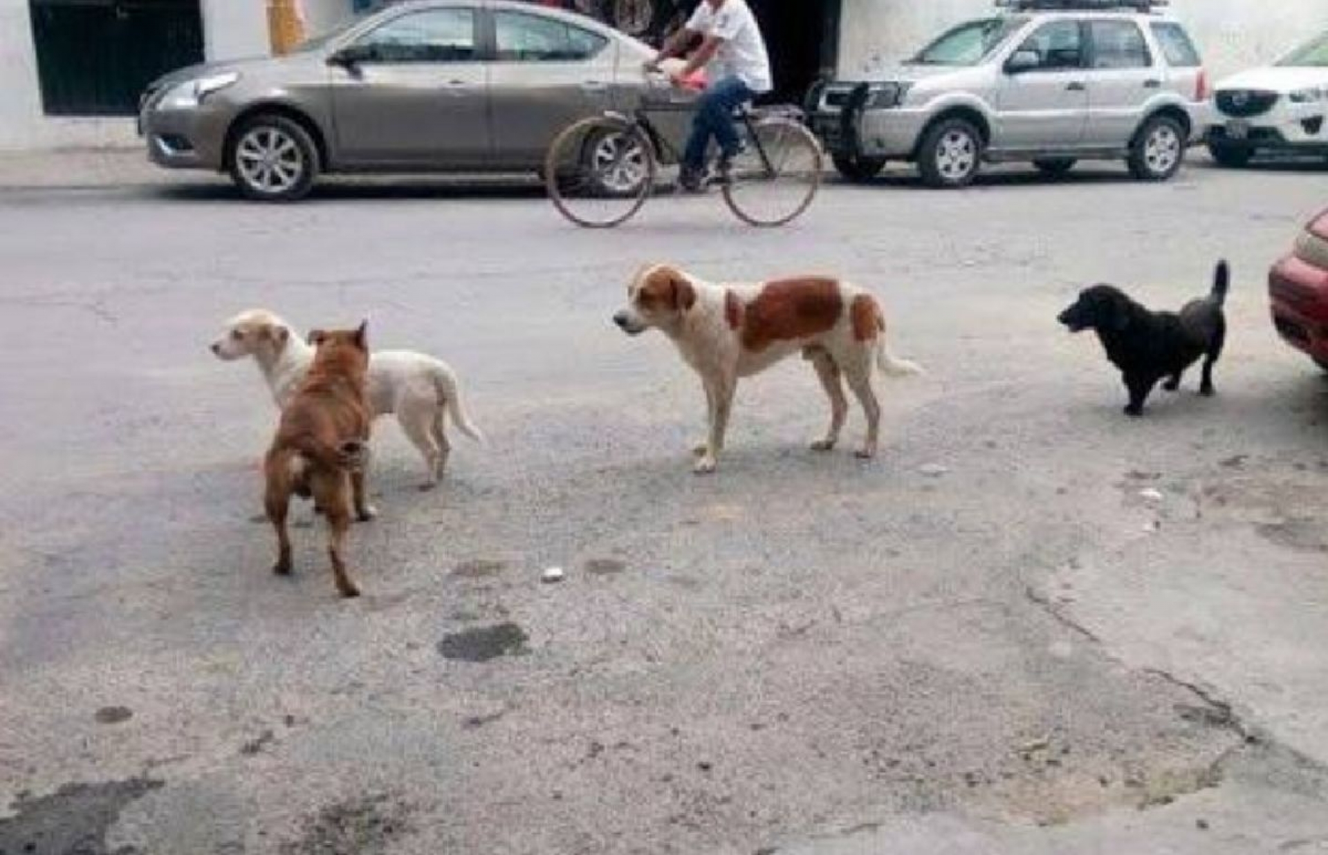 Exigen a las autoridades controlar el aumento de perros callejeros en Cuautla