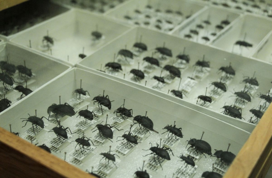 Cuenta CIB con colección insectil más grande del estado