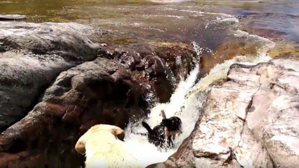 Un gesto de amistad, canino