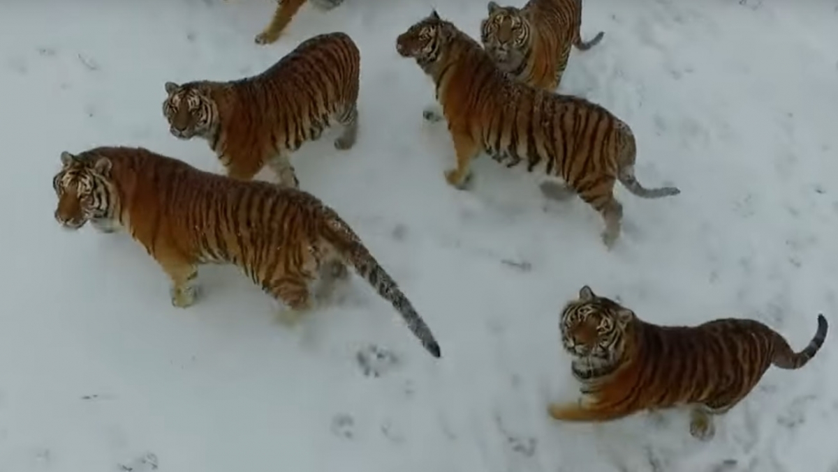 Un grupo de tigres siberianos destroza dron que los grababa en su hábitat natural (VIDEO)