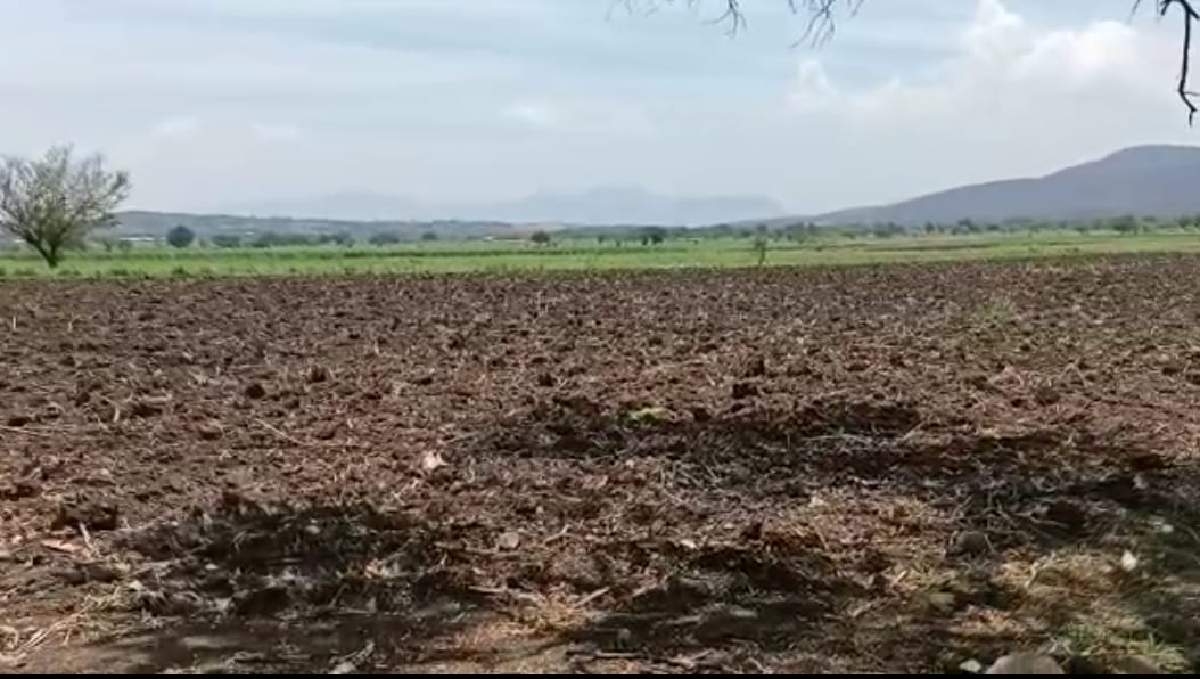Disminuyen cultivos de arroz en el surponiente por falta de agua