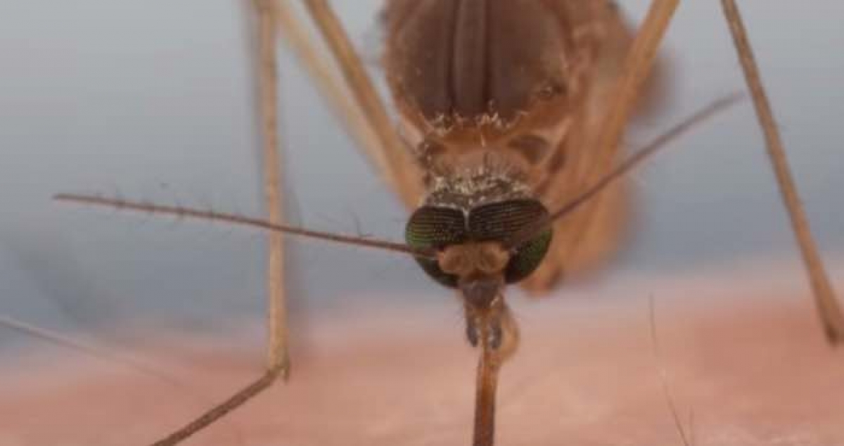 La terrible mordedura del mosquito, más que un simple “piquetito”