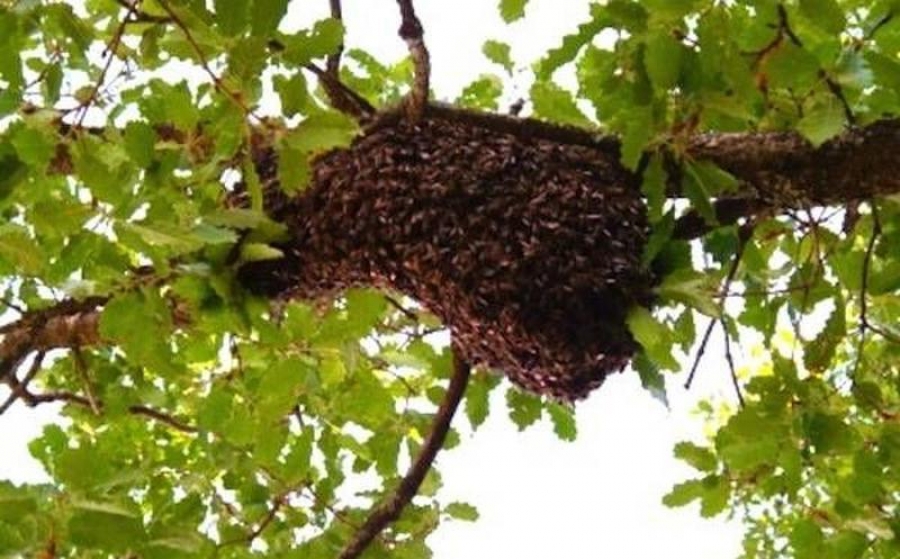 Abejas africanas atacan a familia en Ucum, Quintana Roo