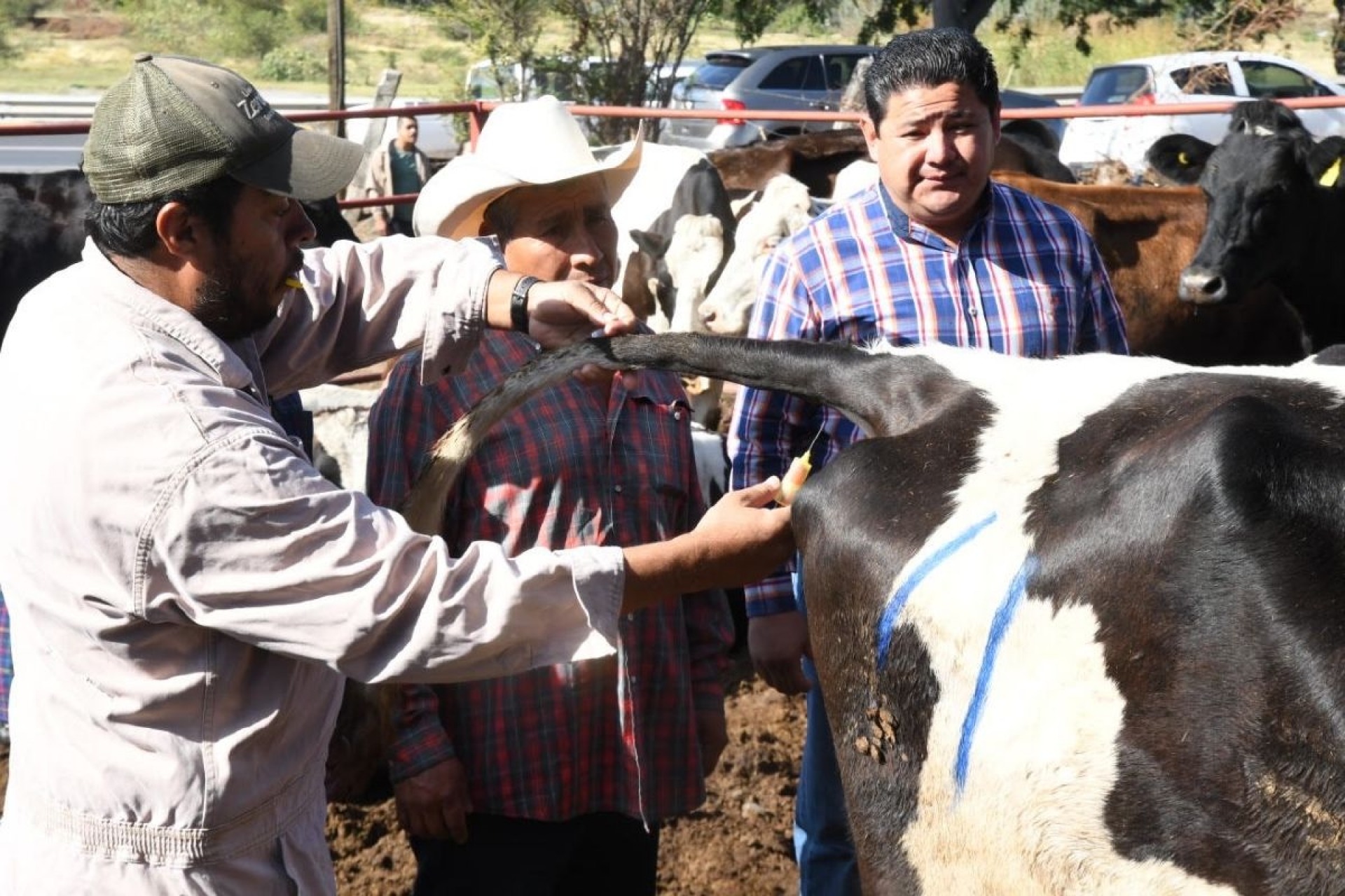 Buscan erradicar brucelosis y tuberculosis en bovinos de Cuautla