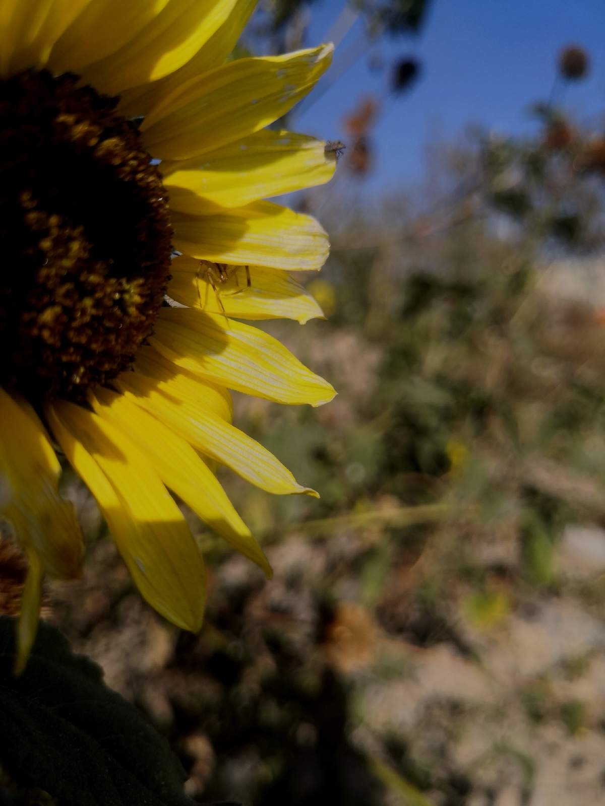 Primavera, fulgor de tiempos maravillosos