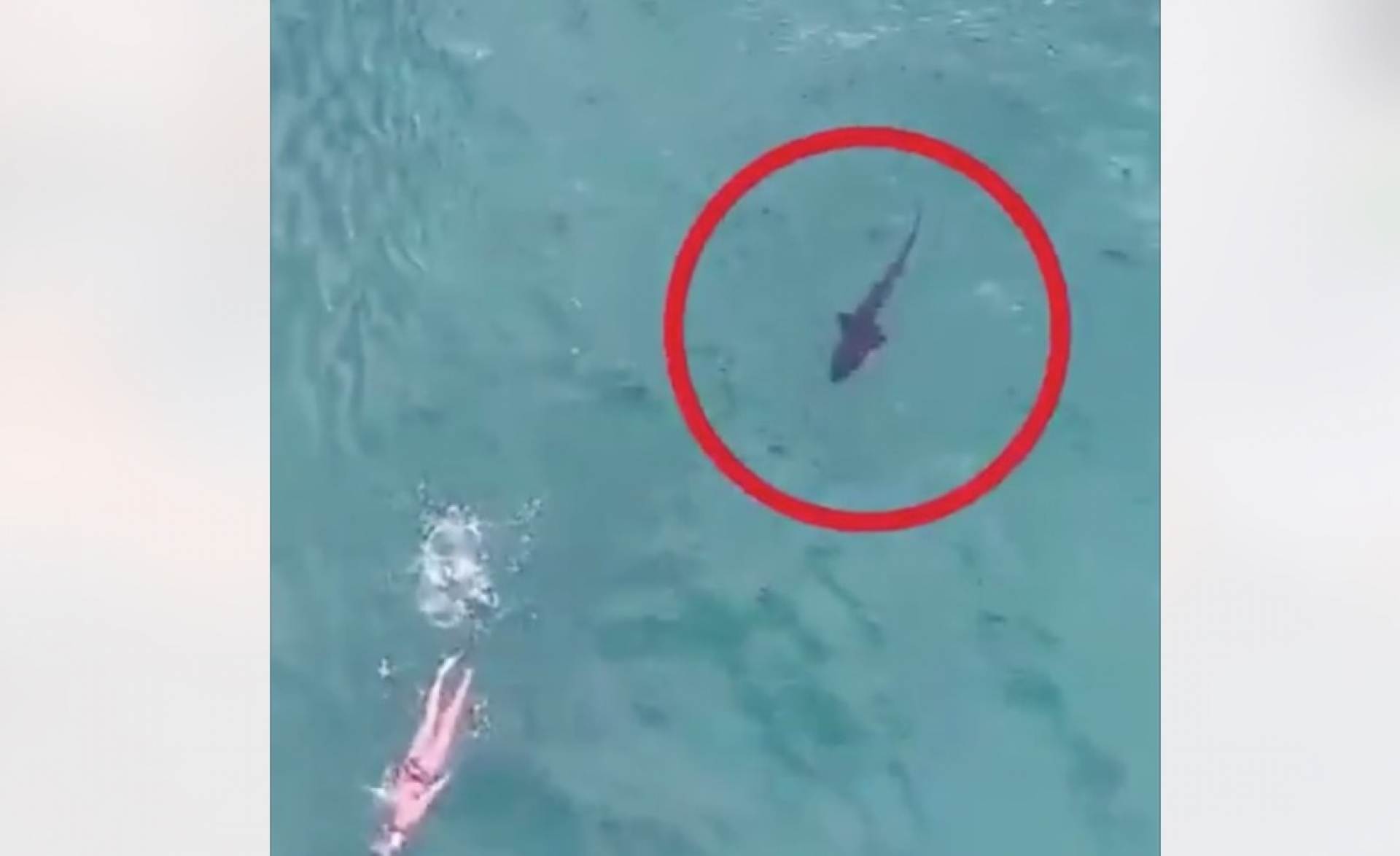 VIDEO: ¡El miedo de muchos! Tiburón persigue a nadador y el ¡ni en cuenta!