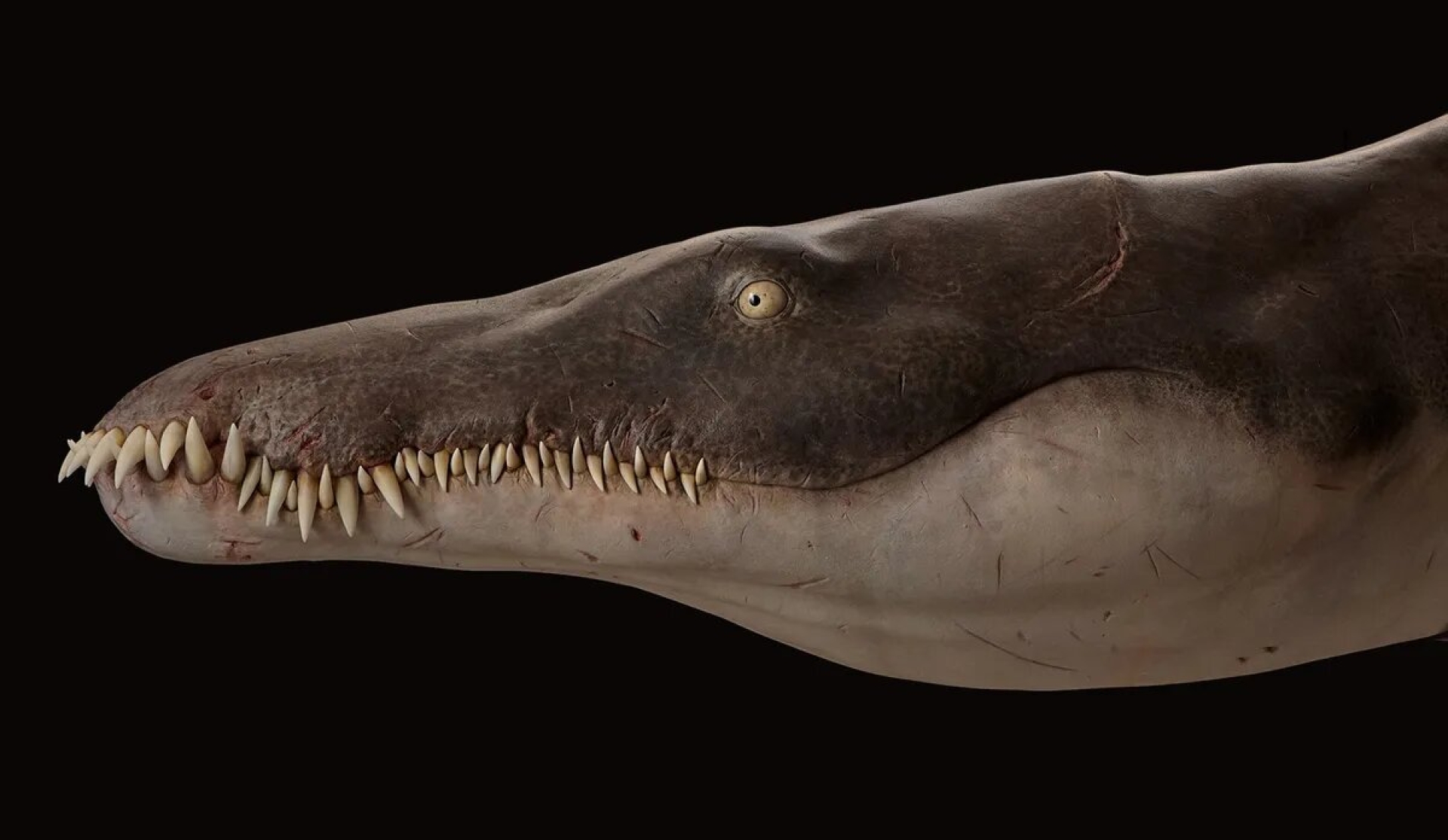 Identifican nueva especie de cocodrilo marino del Cretácico en Alemania