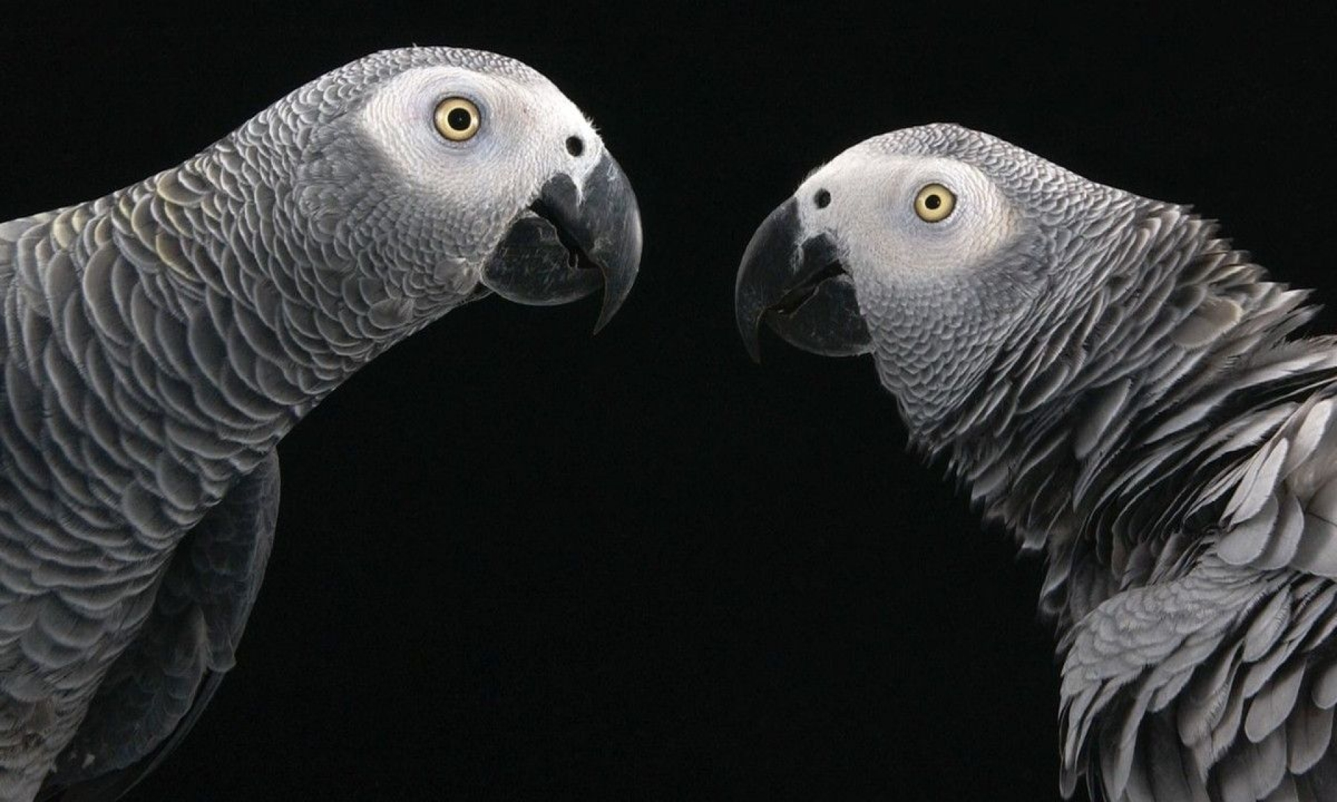 Retiran a loros que no dejaban de decir groserías de un zoológico