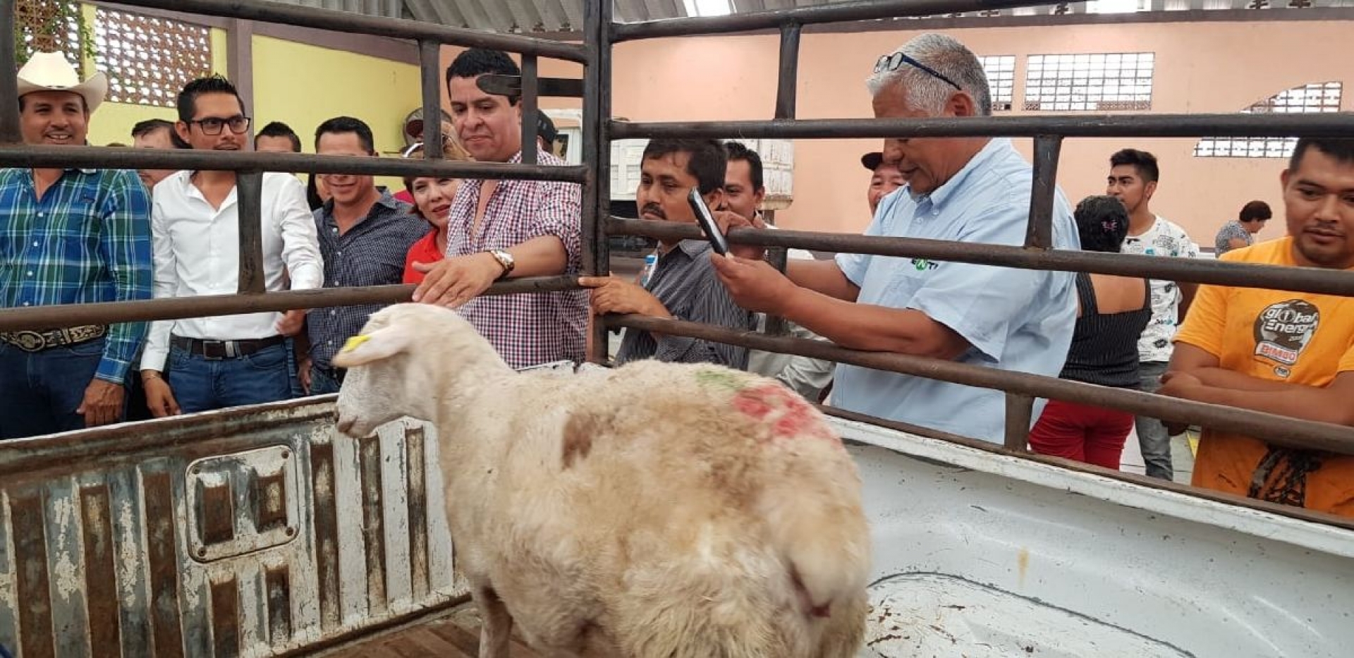 Hacen primera entrega de paquetes de borregos en Jojutla