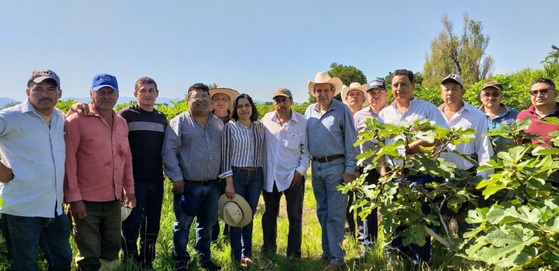 Morelos, líder nacional en producción y exportación de higo