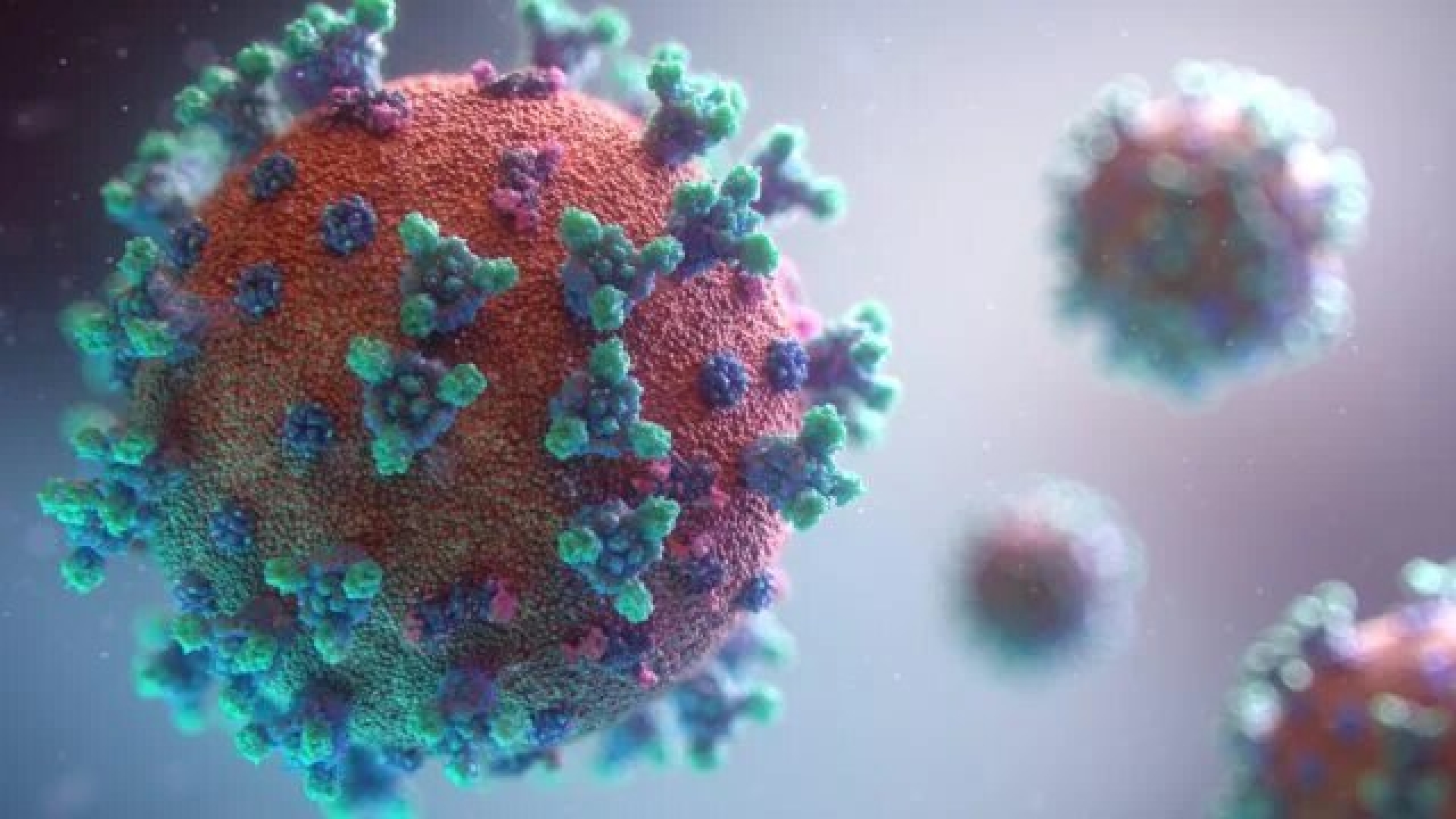 Hong Kong en alerta por primer caso humano de virus B tras ataque de mono salvaje