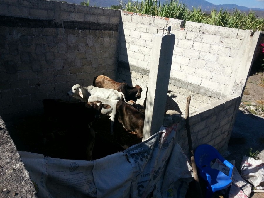 Catean casa en Miacatlán y hallan reses robadas