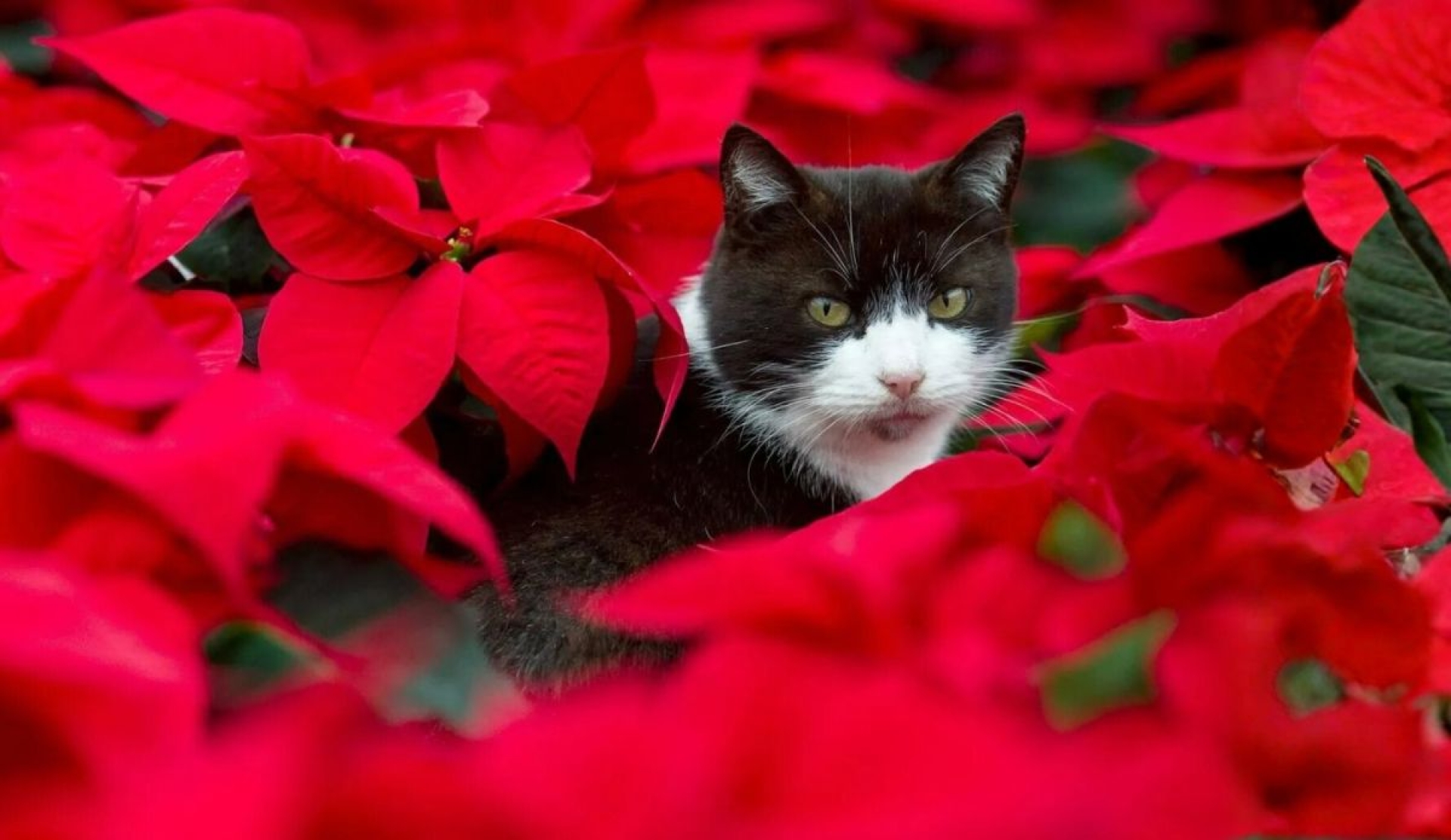Navidad segura: protege a tu gato de la flor de nochebuena